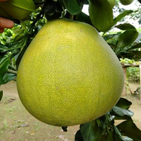 Bibit jeruk bali super unggul