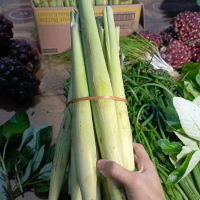 TERUBUK/TEBU TELOR, fresh langsung petik hanya jika pesanan saja.