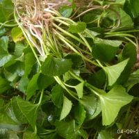 200gram daun pegagan segar freshh dadakan