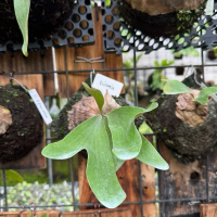 platycerium ellisotis hybrid elephantotis x ellisii