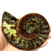 GRAMS LARGE SIZE- AMMONITE FOSSIL - CRYSTALLIZED CHAMBERS INSIDE