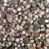 Mainan umang umang/ kelomang 1 kg ukuran sedang, bisa jual lagi pasti laku keras