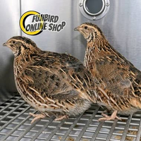 BURUNG PUYUH PETELUR SEPASANG SEPASANG