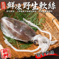 【海陸管家】鮮凍野生軟絲5隻(每隻200g-300g)