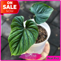 philodendron plowmanii narrow - tanaman hias philodendron plowmanii