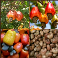 4 BUTIR BENIH TANAMAN JAMBU METE/JAMBU MONYET