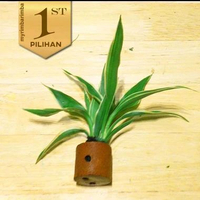 Paket Rimbun 10 Pot Sri Rejeki Putih Tanaman Air Aquascape Hiasan -