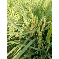 BENIH PADI CIBATU 08 KEMASAN 1KG Kuning Daun