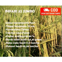 BENIH  Tanaman PADI INPARI 32 JUMBO SUPER UNGGUL KEMASAN 5KG Kuning