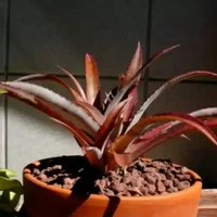 Tanaman hias nanas nanasan merah