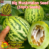 50เมล็ด Sweet Juicy Big Muskmelon Seeds Organic Fruit Seeds for Planting Thai Muskmelon Cucumber Mel