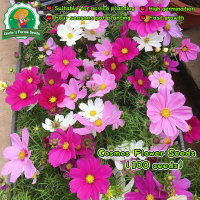 20pcs/pack Fresh Bonsai Dwarf Cosmos Flower Seeds for Sale Mixed Color Galsang Flower Seeds Easy To 