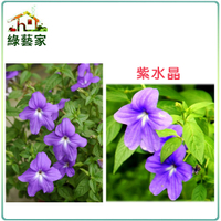 【綠藝家】大包裝H18.紫水晶(藍色，高25~40cm)種子0.2克(約1300顆)