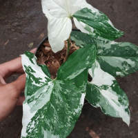 Tanaman Hias Syngonium Varigata - Pohon Syngonium variegata