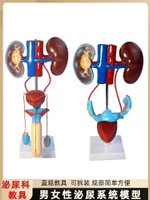 人體泌尿系統模型腎輸尿管膀胱尿道解剖 醫學泌尿科 泌尿系統模型
