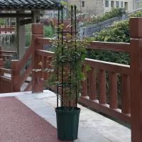 爬藤植物支架白色鐵藝花架室內綠植攀爬支柱月季鐵線蓮陽臺支撐桿