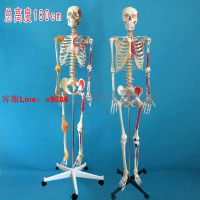 【最低價】【公司貨】170cm180人體骨骼模型醫用彩色脊柱全身骨架神經帶軟肋骨骷髏醫學【15天內發貨】