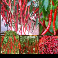 Benih cabe merah keriting