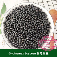 250gram Glycinemax Tea Taiwan Hei Dou Black Kidney Soybean Teh Kacang Hitam TaiwanGinjal