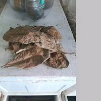daun ketapang olahan