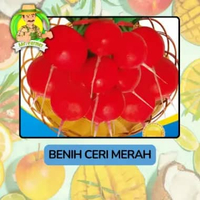 Benih Buah Buahan Bibit Biji Tanaman Organik Ceri Merah