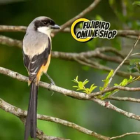 BURUNG PENTET CENTET JATIM PILIHAN MULUS