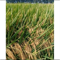 BENIH PADI UNGGULAN GORONTALO KEMASAN 1KG ORIGINAL