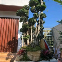 Dekorasi taman Bonsai beringin dolar/micro