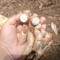 Temu Hitam / Temu Ireng Jamu Tradisional 1kg