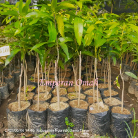 Miyazaki Bibit Tanaman Buah Mangga Miyazaki Original Okulasi - Merek Terkenal Asli