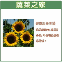 【蔬菜之家】H40.切花用向日葵種子(桔棕心,高110公分)(共有兩種包裝規格可選)