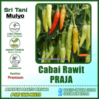 50 Biji - Benih Cabai Rawit PRAJA - Bibit Cabai Unggul - Bibit Sayuran