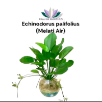 melati air - tanaman hias bunga melati air - tanaman air