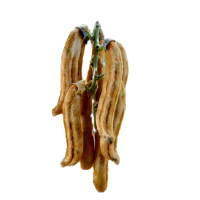 Rawe Gatal Tanaman Hutan Langka Mucuna Pruriens 15 Buah