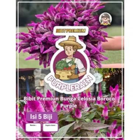 Bibit Premium Bunga Celosia Boroco Purple | Bunga Celosia Boroco Purple Bayam Ekor | Biji Bibit Bung