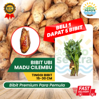 Bibit Ubi Madu Cilembu Super Original – Cepat Panen
