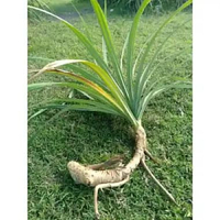 Bunga Pudak Sakral Pandan Berduri Bibit Pohon