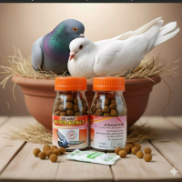 JAMU PIL MERPATI GIRING KEKET 100 butir NAFAS KUAT BURUNG DARA JUARA