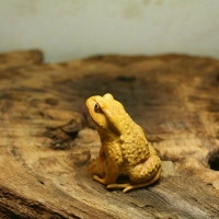 黃楊木雕坐青蛙 實木雕刻 可以當茶寵的小青蛙手工雕刻拍攝道具