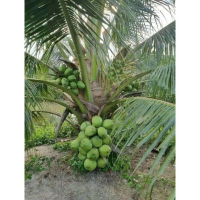 bibit kelapa hibrida // bibit kelapa hibrida hijau super termurah cepat berbuah
