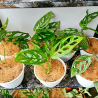 tanaman hias monstera janda bolong - janda bolong