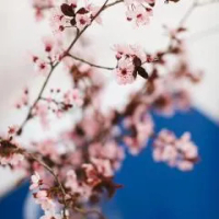 住宿 Cherry Blossom - Backup Power Inverter 塞雷斯