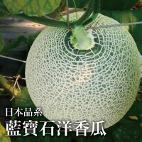 【十翼饌選果】日本品系藍寶石洋香瓜7-9粒/16.5台斤x1箱(一株一果/溫室吊棚/綠肉哈密瓜)