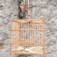 sangkar ikat cungkok najing