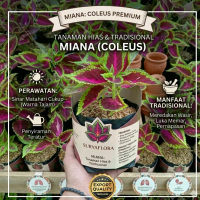 Suryaflora Tanaman Hias Miana Coleus Premium Perawatan Sinar Matahari Cukup Warna Tajam Penyiraman T