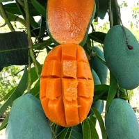 tanaman mangga harum manis hasil okulasi cepat berbuah manis kualitas super