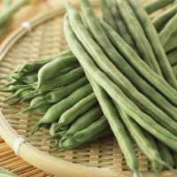 台灣本產白仁菜豆種子15克裝