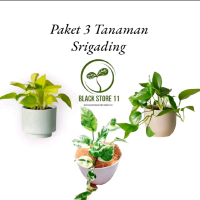 paket hemat 3 jenis tanaman srigading _ srigading varigata - srigading kuning - srigading hijau