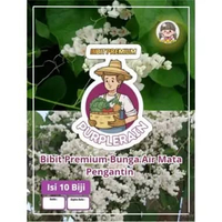 Bibit Premium Bunga Air Mata Pengantin | Biji Benih Bunga Air Mata Pengantin