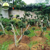 Tanaman Hias Bonsai Mikro - Pohon Bonsai dolar mikro - Bonsai Dolar